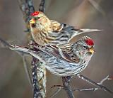 Two Redpolls_24416